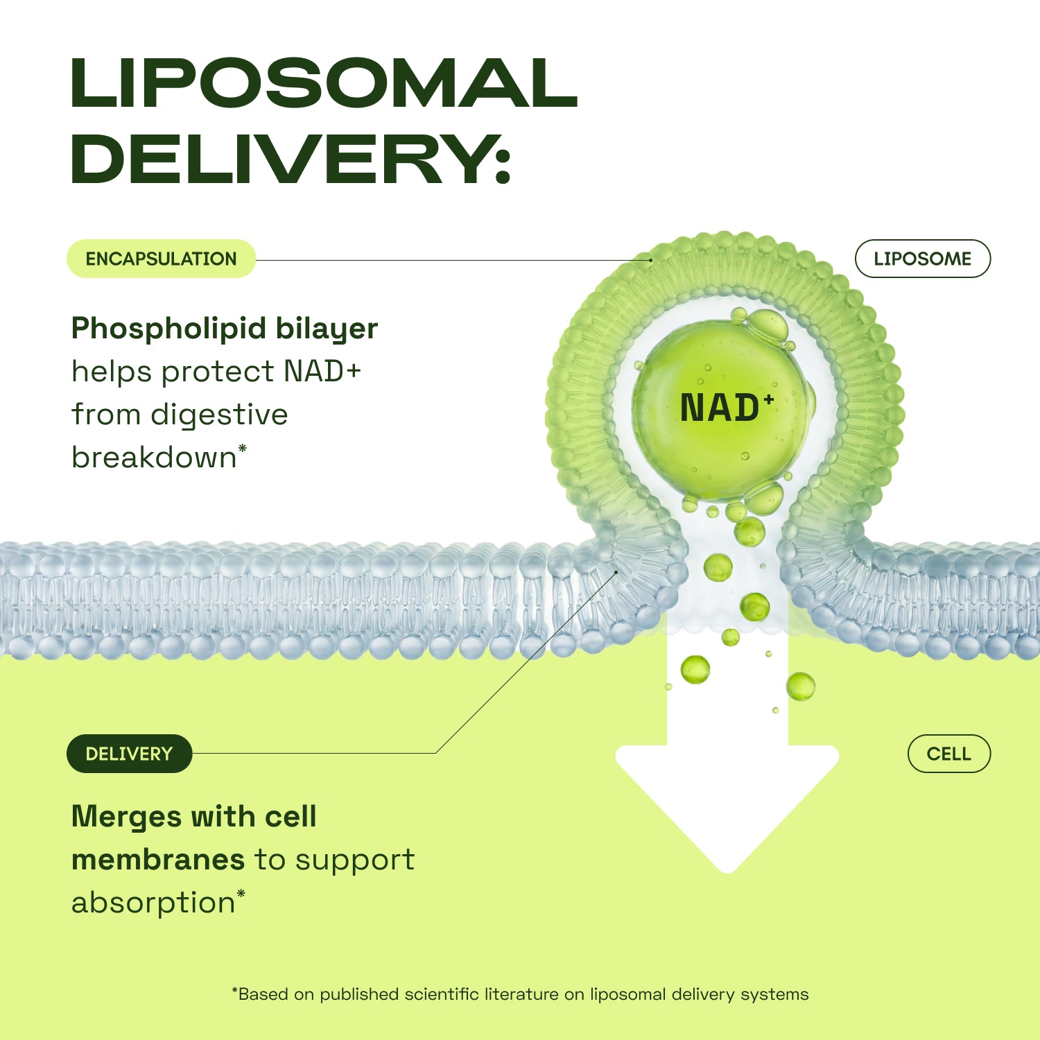 lipo c with nad+ Liposomal including NAD+ (Nicotinamide Adenine Dinucleotide) NAD Complete (Liposomal) Renue