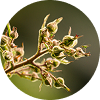 QUERCETIN