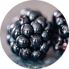 RESVERATROL